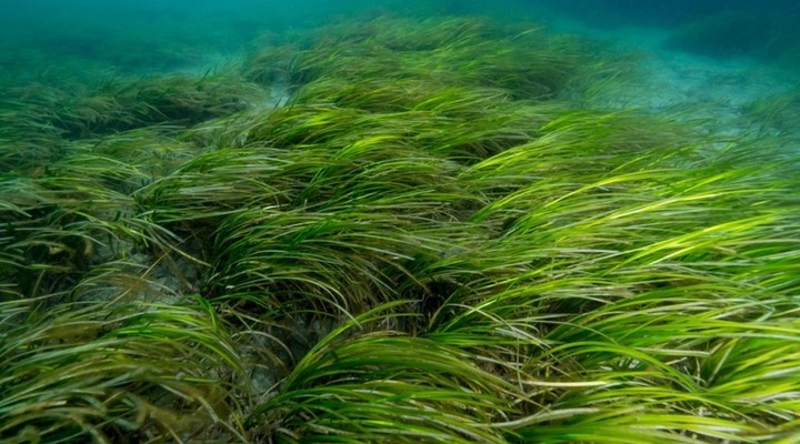 Netzwerk algen 2017 — rohstoff für vielfältige anwendungen