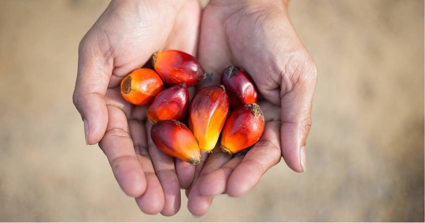 Der vernichtende preis von palmöl
