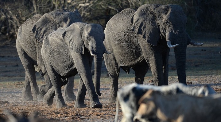 Anthrax, drought killing elephants in Botswana