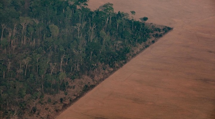 Deforestation soars, crowning Bolsonaro’s chainsaw strategy