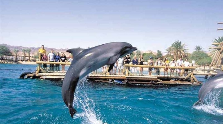 About Dolphin Reef Eilat