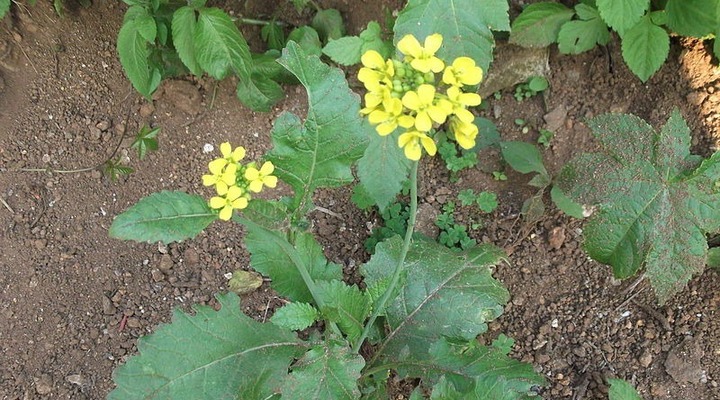 Brassica juncea (Indian or Brown Mustard)