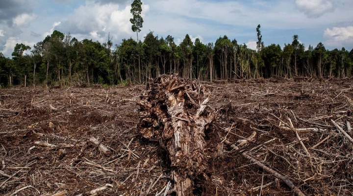 Sumatran forest carbon deal slammed by Australian and Indonesian environment groups