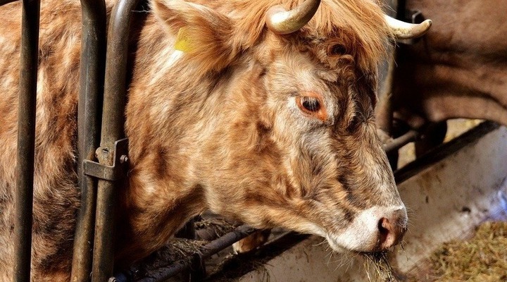 Ubojnia krów w Kalinowie: Jak wygląda praca w rzeźni? «Takie mięso to idzie na kebab»