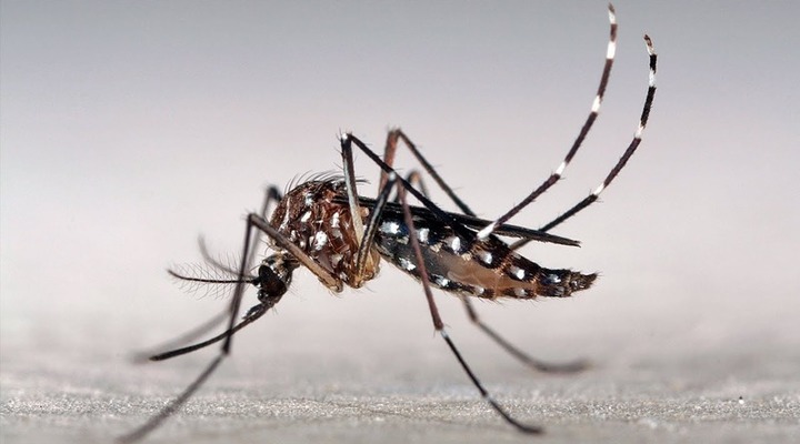 Preguntas frecuentes sobre el Aedes aegypti