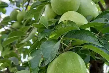 купить | Сад яблуневий з Врожаем | UA410465