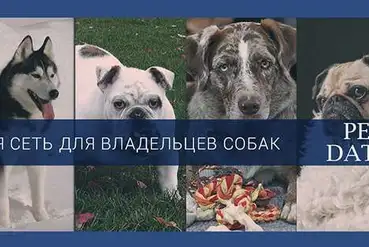 купить | Соц.сеть для хозяев собак | UA913519