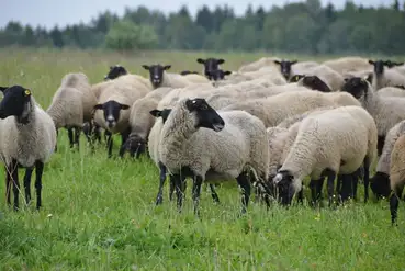 купить | Ферми по розведенню овець романівської породи | UA664250