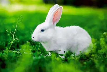 купить | Интернет-сайт о кроликах | BY799978
