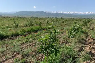 купить | Алматы | Яблонево-сливовыe сады в Алматинской области. | KZ250147
