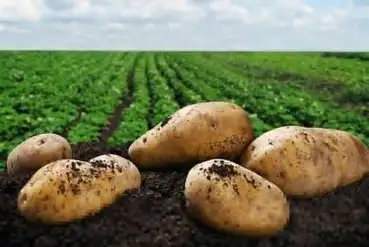 купить | Сельхозпредприятие ( картофелеводство) | RU572091