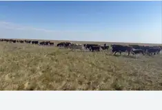 Готовый бизнес - Животноводческий комплекс