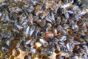 купить | Магазин пчеловодства г. Киев | UA813155