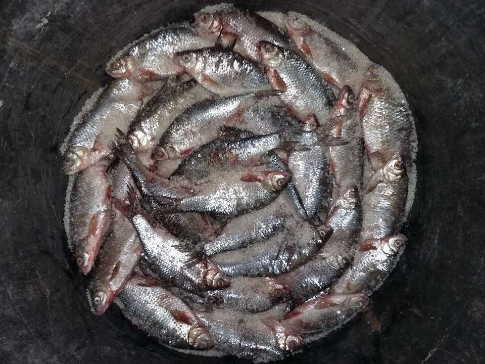 купить | Производство вяленой рыбы | RU098552